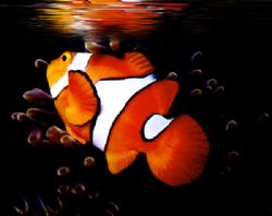 'REFLECTIONS OF NEMO' Clown anemonefish, Ingles Shoal, Wa... by Rick Tegeler 